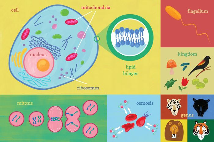 100 First Words Geniuses