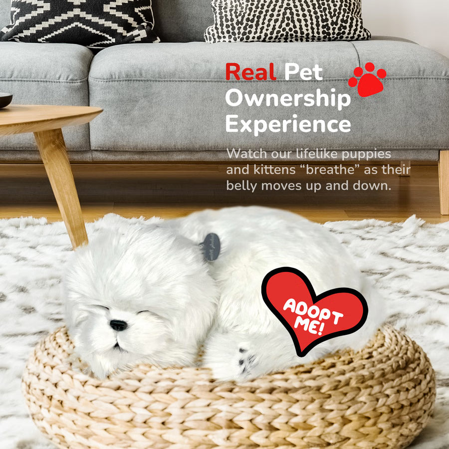 Perfect Petzzz Maltese