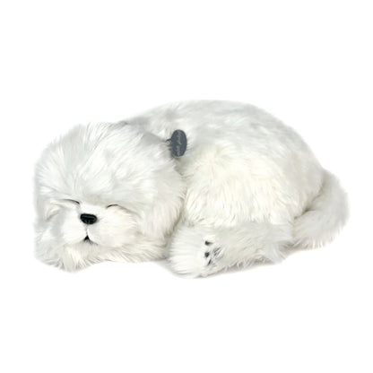 Perfect Petzzz Maltese