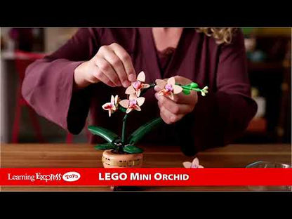 Mini Orquid