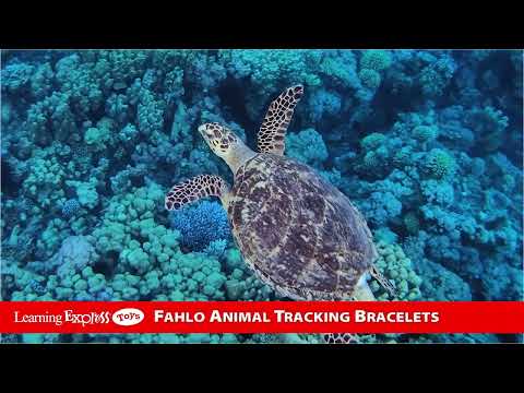 Coral Reef Pink Journey
