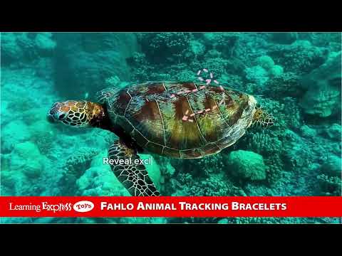 Papillae Stone Venture