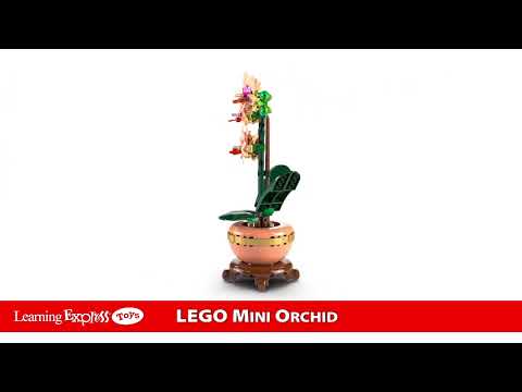 Mini Orquid