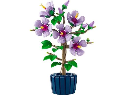 Hibiscus