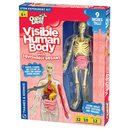 Ooze Labs Visible Human Body w/squishable organs
