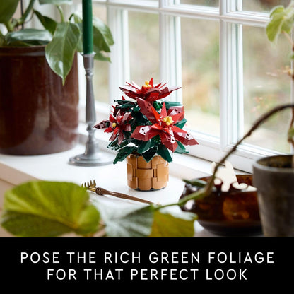 Poinsettia Icons New 2024