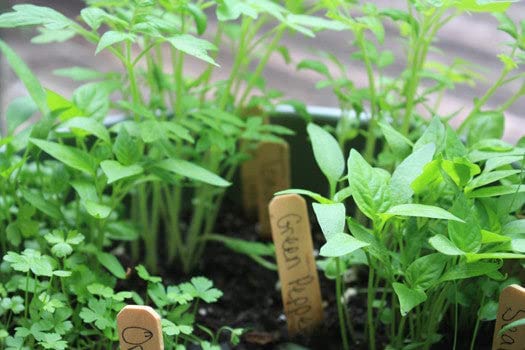 Little Pizza Garden Grow