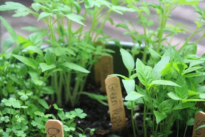 Little Pizza Garden Grow