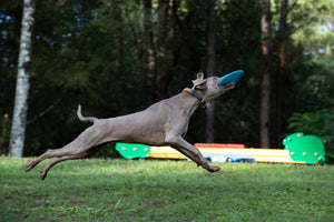 Waboba Jet Wag
